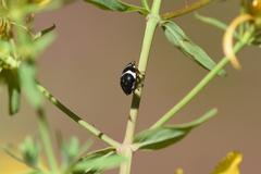 Bathyllus albicinctus