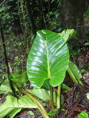 Philodendron melinonii