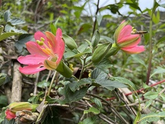 Passiflora mathewsii