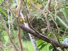 Tangara icterocephala