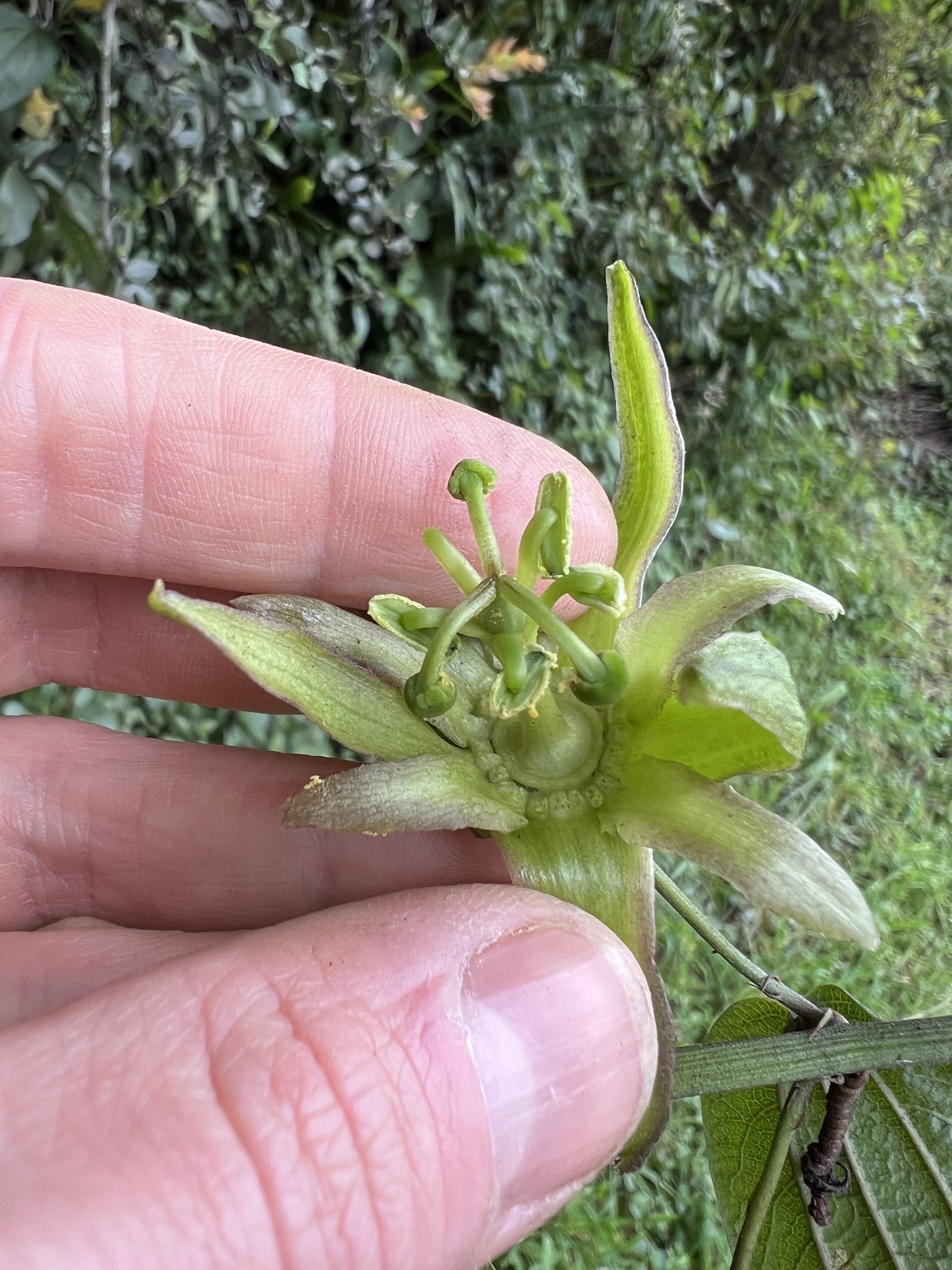 Passiflora viridescens image