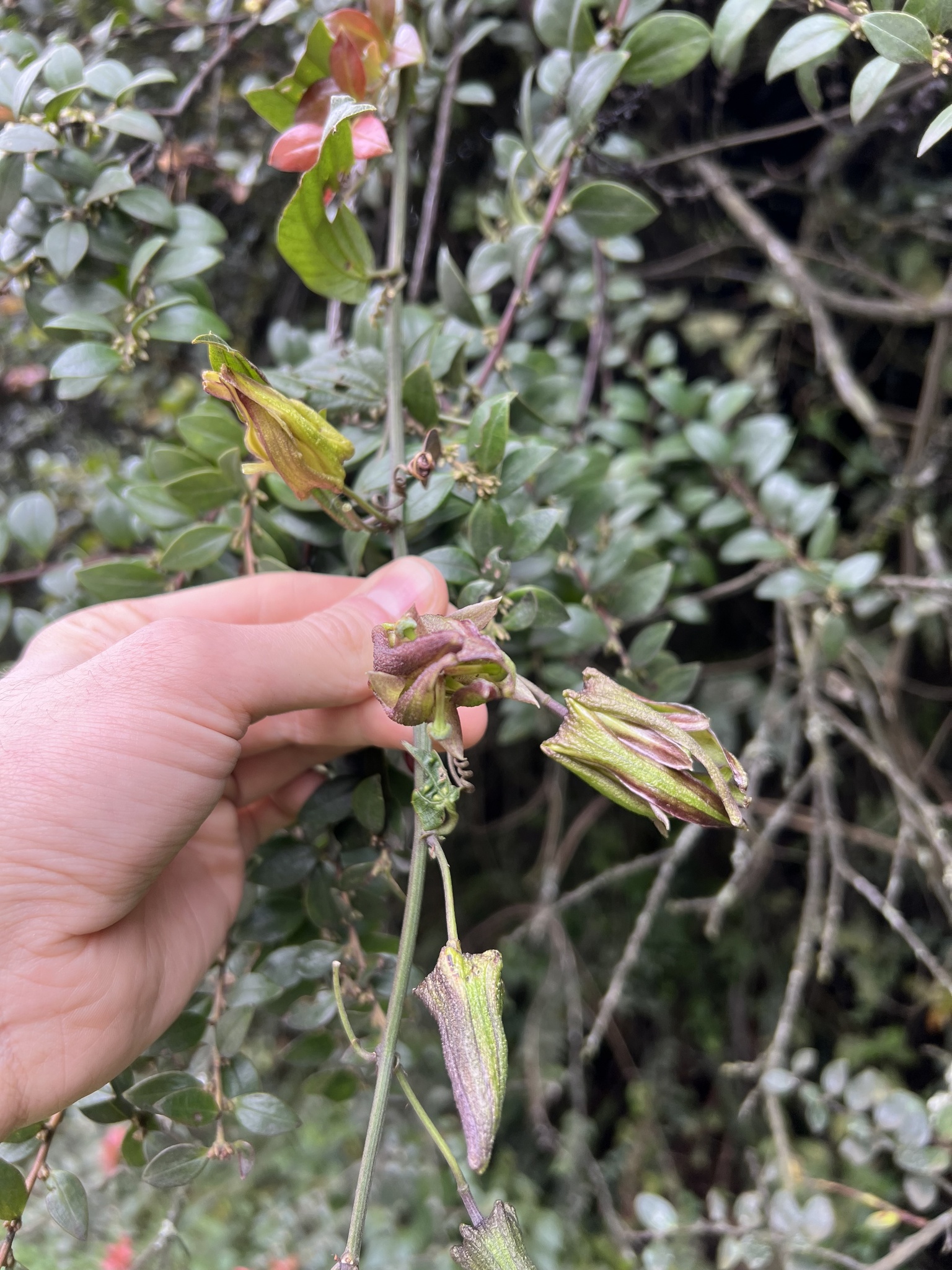 Passiflora viridescens image