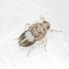 Pissonotus
