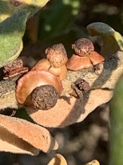 Disholcaspis prehensa