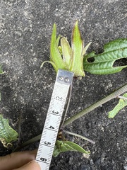 Passiflora viridescens