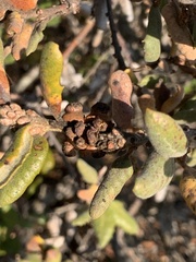 Disholcaspis prehensa