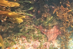 Macroctopus maorum