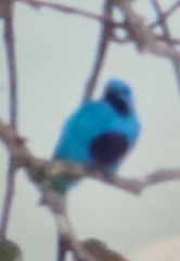 Cotinga ridgwayi