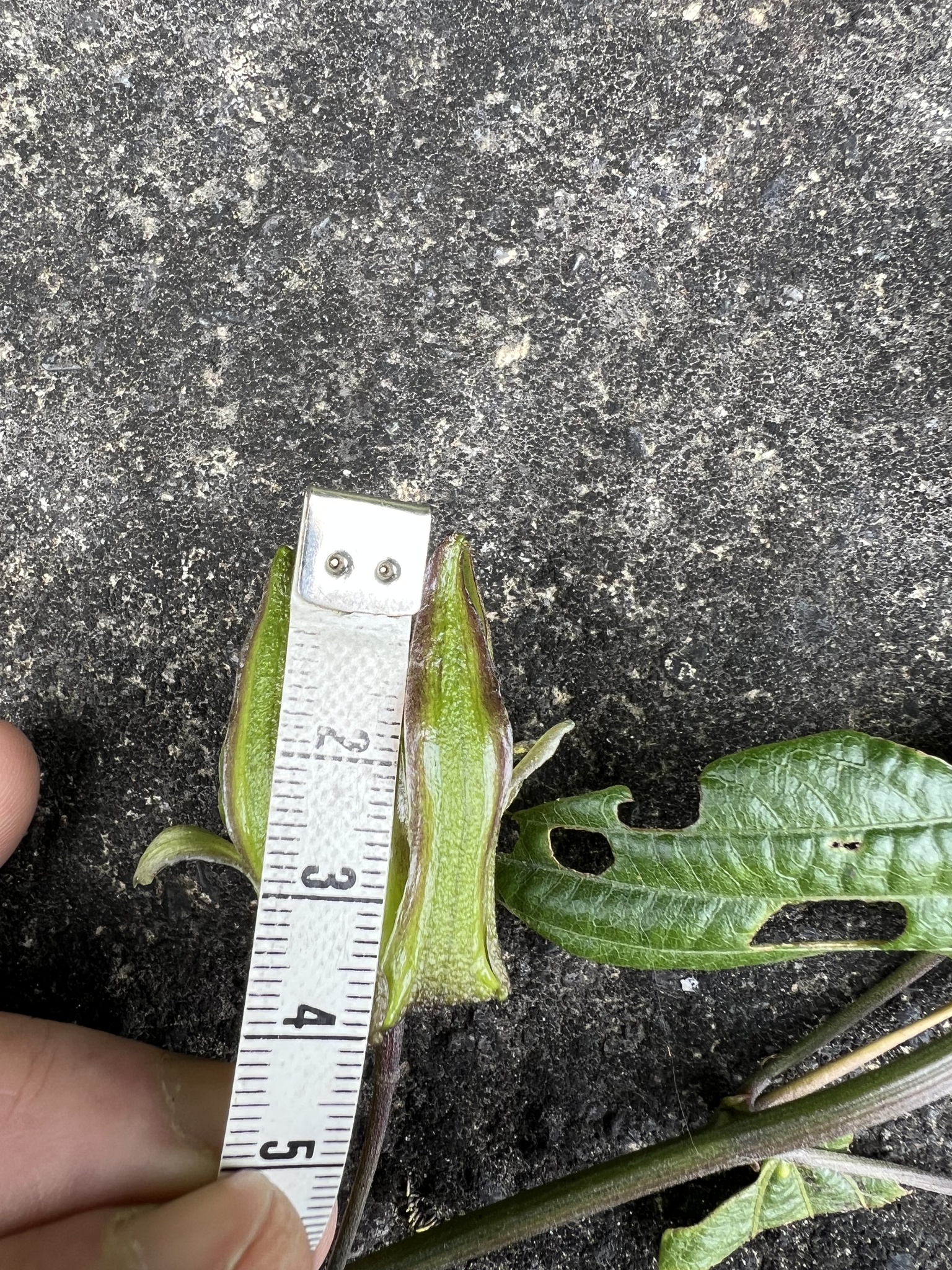 Passiflora viridescens image