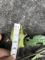 Passiflora viridescens