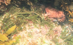 Macroctopus maorum