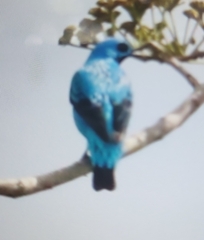 Cotinga ridgwayi
