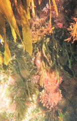 Macroctopus maorum