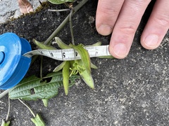 Passiflora viridescens