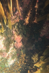 Macroctopus maorum