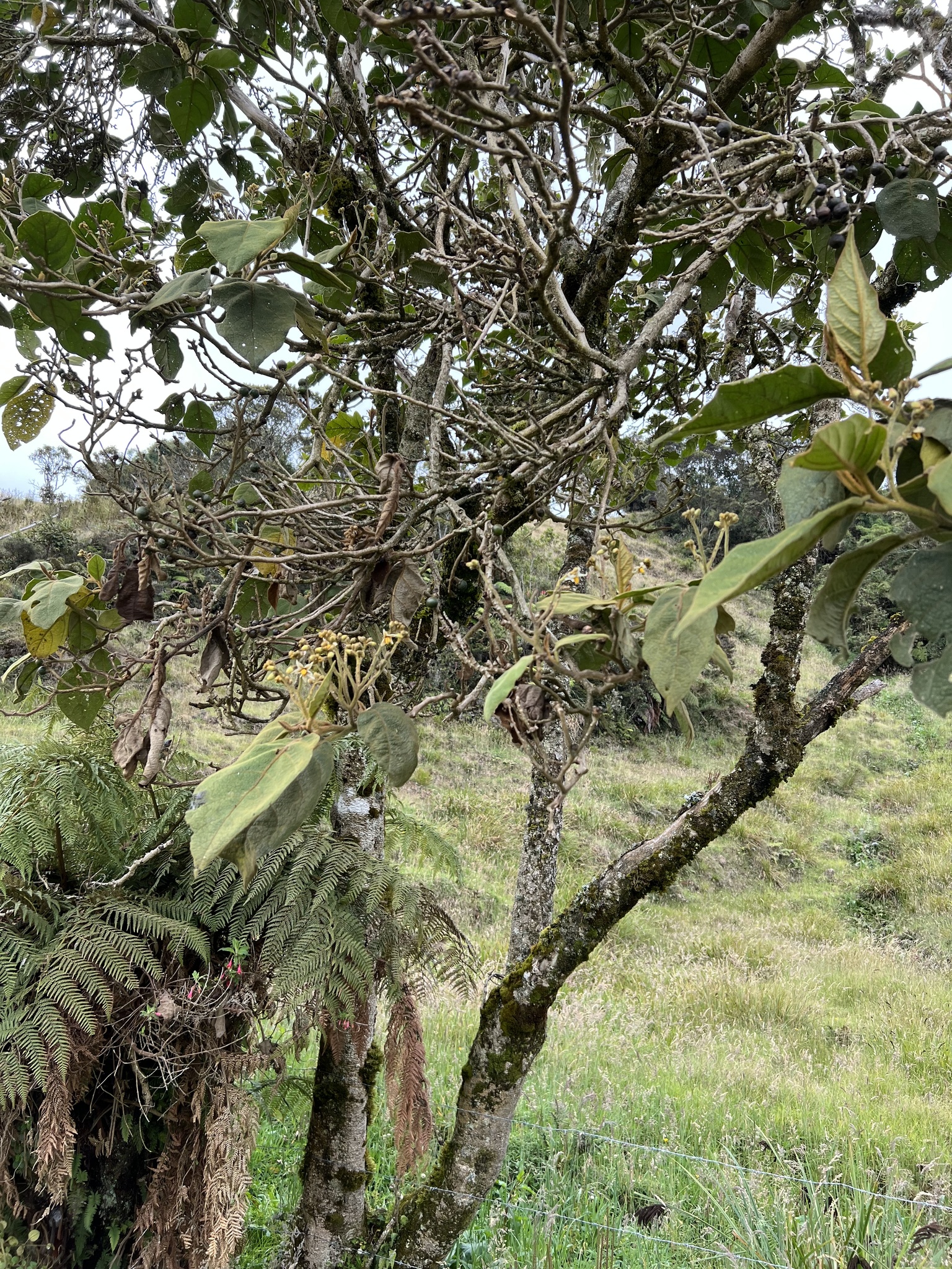 Solanum asperolanatum image