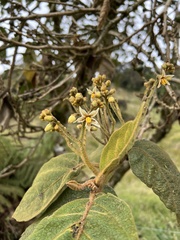 Solanum asperolanatum