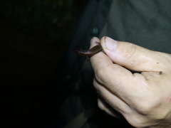 Loxopholis guianense