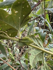 Passiflora roseorum