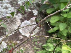 Amazilia tzacatl