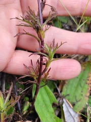 Castilleja talamancensis