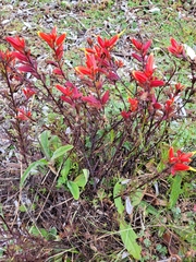 Castilleja talamancensis