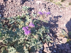 Phacelia pedicellata
