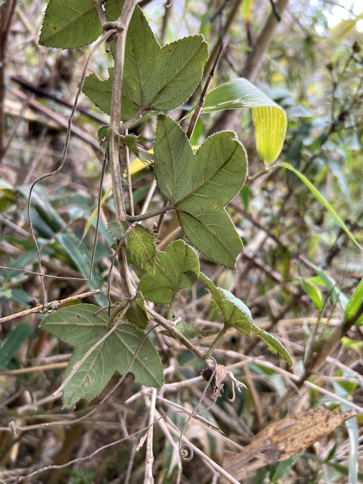 Passiflora roseorum image