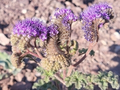 Phacelia pedicellata