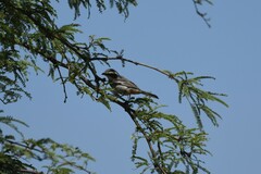 Microspingus torquatus