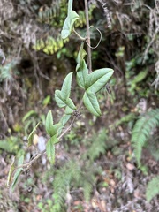 Passiflora roseorum