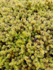 Racomitrium elongatum