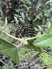 Passiflora roseorum