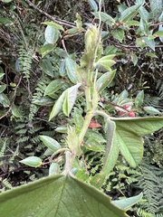 Passiflora roseorum