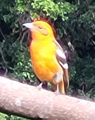 Piranga bidentata