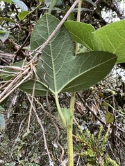 Passiflora roseorum