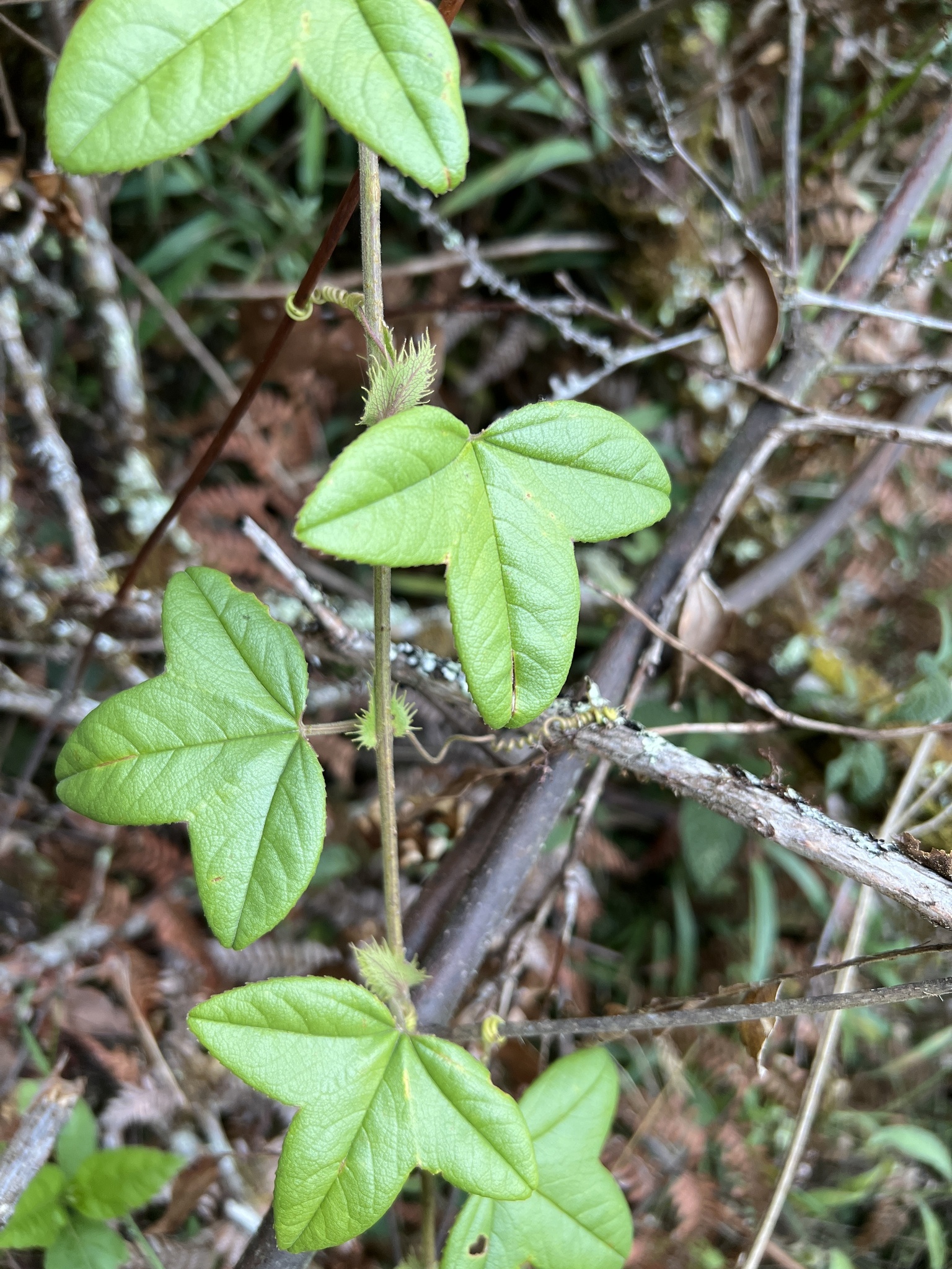 Passiflora roseorum image