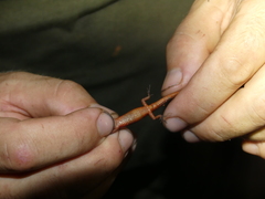 Loxopholis guianense