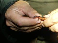 Loxopholis guianense