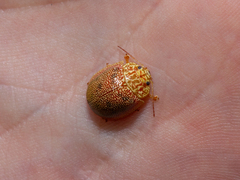 Paropsis atomaria