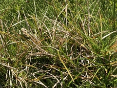 Carex breviculmis