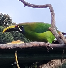 Aulacorhynchus prasinus