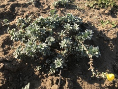 Camissoniopsis