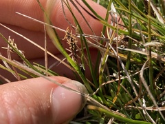 Carex breviculmis