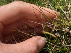 Carex breviculmis