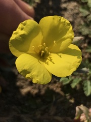 Camissoniopsis