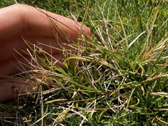 Carex breviculmis