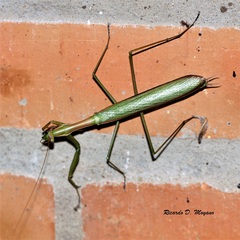 Coptopteryx argentina