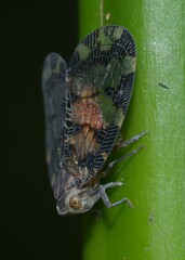Nogodinidae