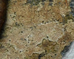 Ionaspis lacustris